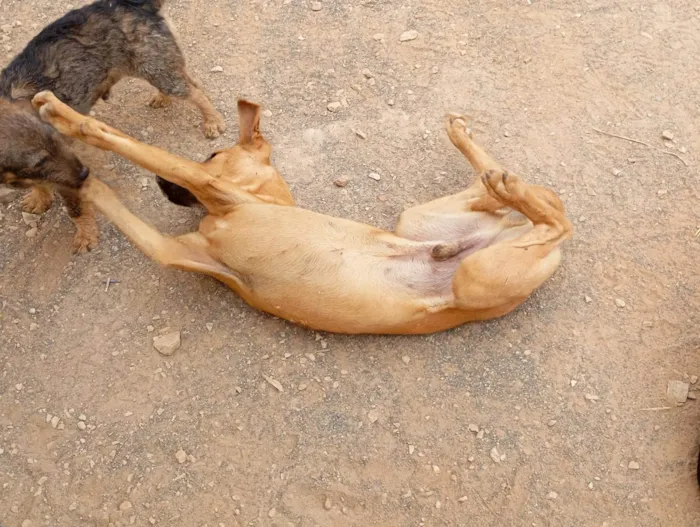 Cachorro ra a SRD-ViraLata idade 2 a 6 meses nome Amarelão