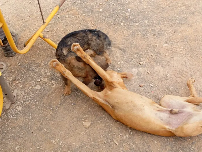 Cachorro ra a SRD-ViraLata idade 2 a 6 meses nome Amarelão
