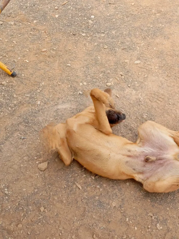 Cachorro ra a SRD-ViraLata idade 2 a 6 meses nome Amarelão