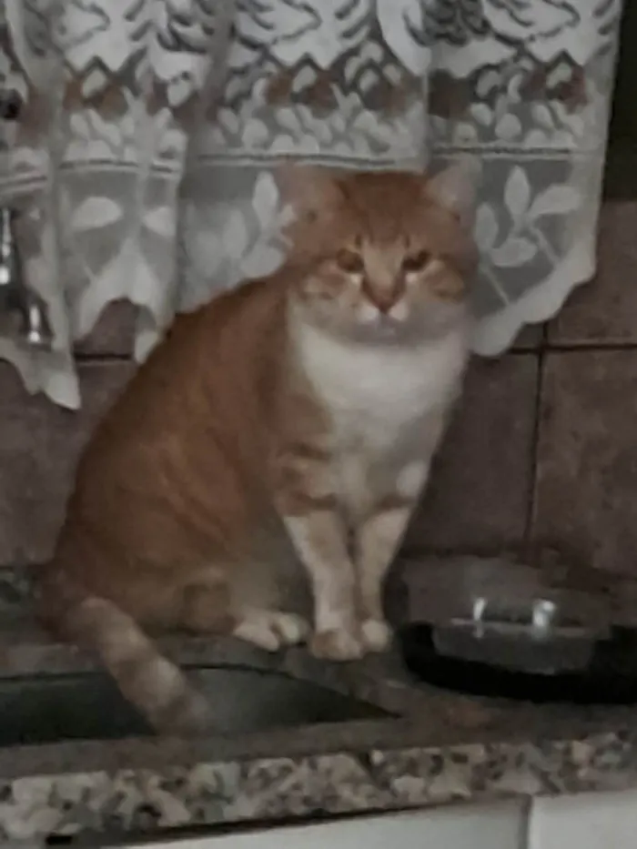Gato ra a Persa idade 6 ou mais anos nome Amarelinho
