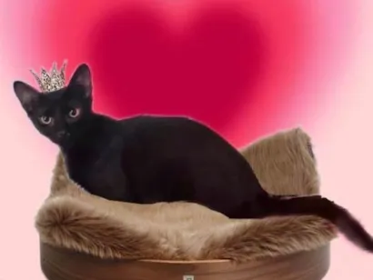 Gato raça SRD-ViraLata idade 2 a 6 meses nome Merlin bb6meses 