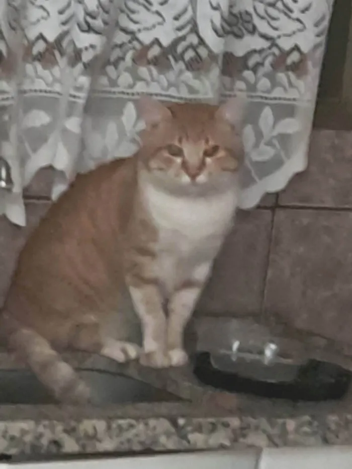 Gato ra a Persa idade 6 ou mais anos nome Amarelinho