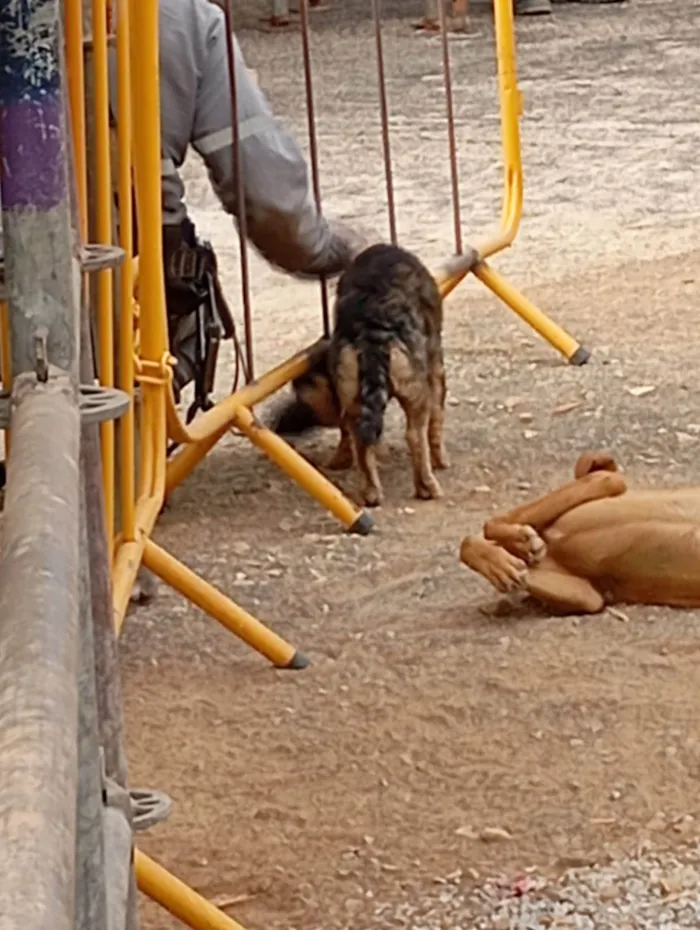 Cachorro ra a SRD-ViraLata idade 2 a 6 meses nome Batutinha