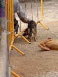 Batutinha