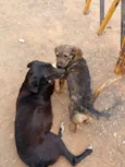 Batutinha