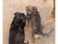 Batutinha