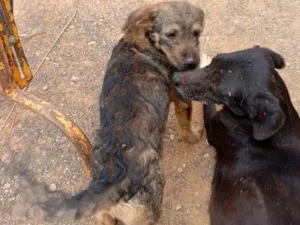 Cachorro raça SRD-ViraLata idade 2 a 6 meses nome Batutinha