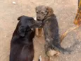 Batutinha