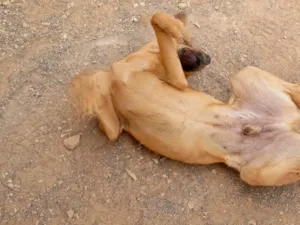 Cachorro raça SRD-ViraLata idade 2 a 6 meses nome Amarelão