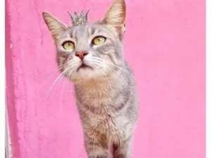 Gato raça SRD-ViraLata idade 2 a 6 meses nome Yoyo bb4meses 