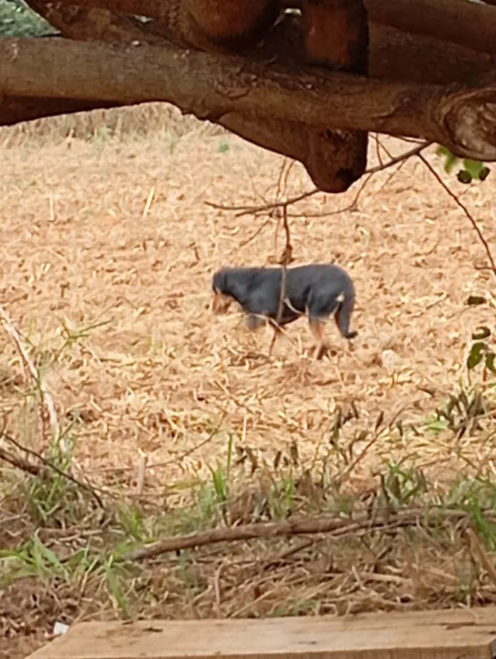 Cachorro ra a SRD-ViraLata idade 7 a 11 meses nome Negona