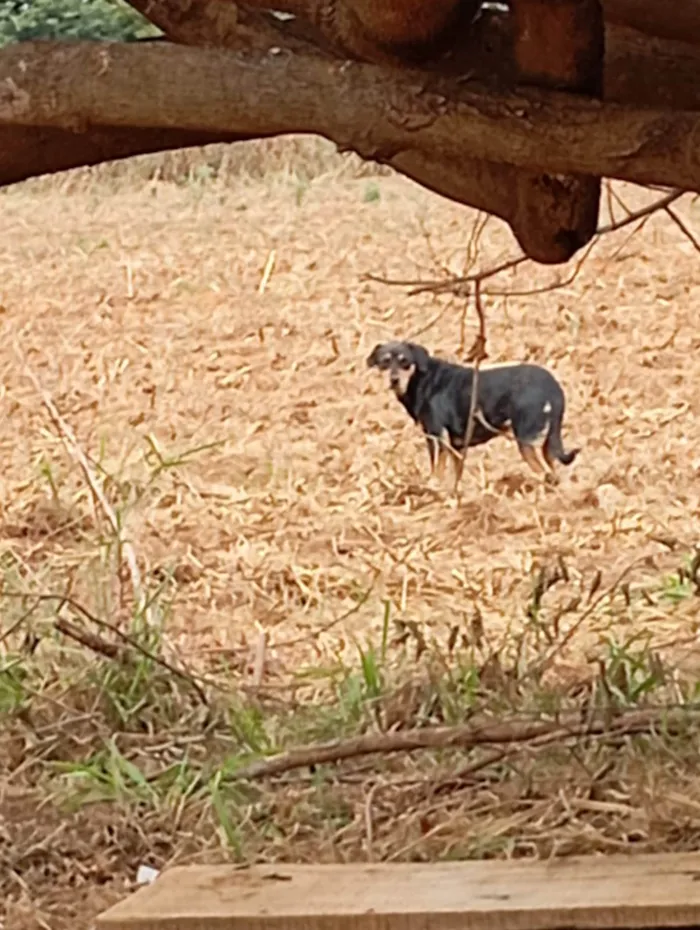 Cachorro ra a SRD-ViraLata idade 7 a 11 meses nome Negona