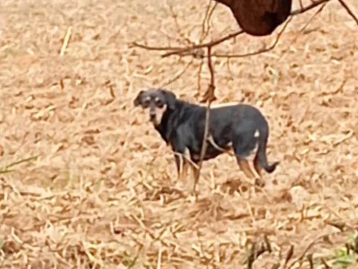 Cachorro ra a SRD-ViraLata idade 7 a 11 meses nome Negona