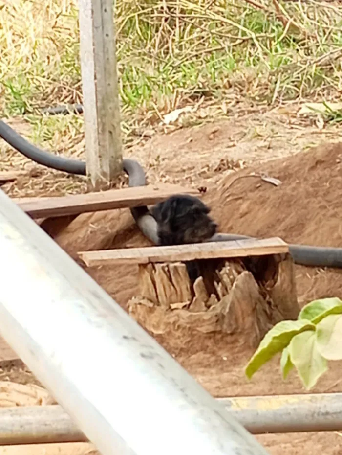 Cachorro ra a SRD-ViraLata idade 2 a 6 meses nome Barbudo