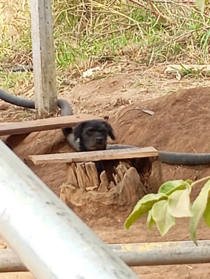 Cachorro ra a SRD-ViraLata idade 2 a 6 meses nome Barbudo