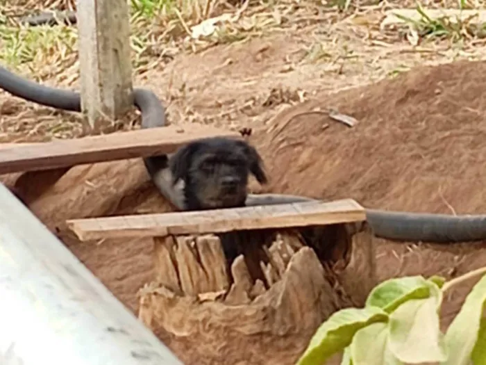 Cachorro ra a SRD-ViraLata idade 2 a 6 meses nome Barbudo