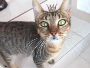 Gato raça SRD-ViraLata idade 2 a 6 meses nome Laka bb9meses
