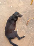 Pretinha