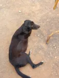 Pretinha