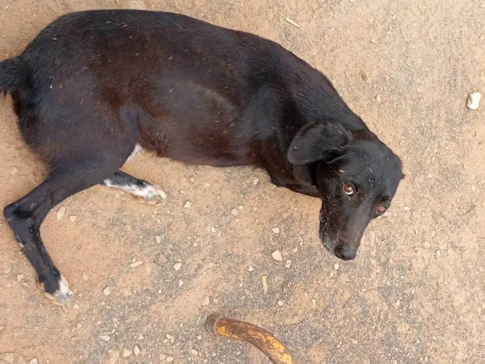 Cachorro ra a SRD-ViraLata idade 7 a 11 meses nome Pretinha