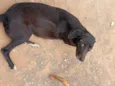 Pretinha