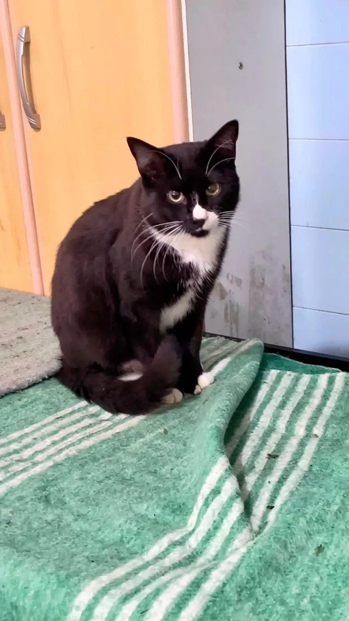 Gato ra a SRD-ViraLata idade 2 a 6 meses nome Brownie bb10meses 