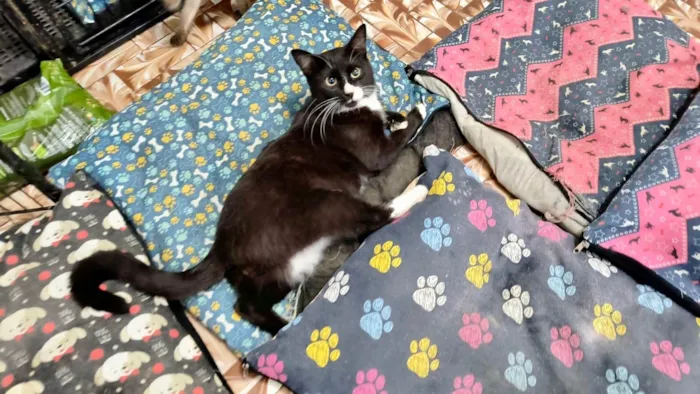 Gato ra a SRD-ViraLata idade 2 a 6 meses nome Brownie bb10meses 