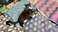 Brownie bb10meses