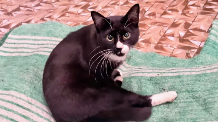 Gato ra a SRD-ViraLata idade 2 a 6 meses nome Brownie bb10meses 