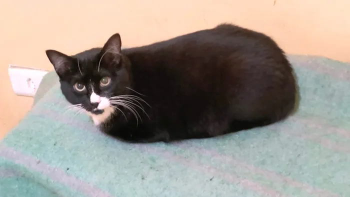 Gato ra a SRD-ViraLata idade 2 a 6 meses nome Brownie bb10meses 