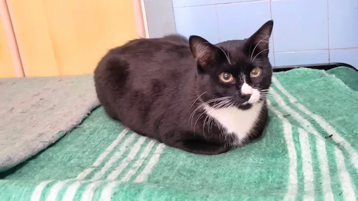 Gato ra a SRD-ViraLata idade 2 a 6 meses nome Brownie bb10meses 