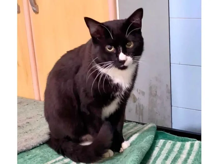 Gato ra a SRD-ViraLata idade 2 a 6 meses nome Brownie bb10meses 