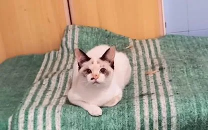 Gato ra a SRD-ViraLata idade 2 a 6 meses nome Cotton  bb3meses linda 
