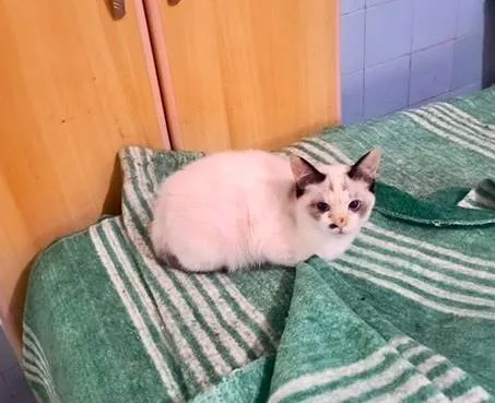 Gato ra a SRD-ViraLata idade 2 a 6 meses nome Cotton  bb3meses linda 