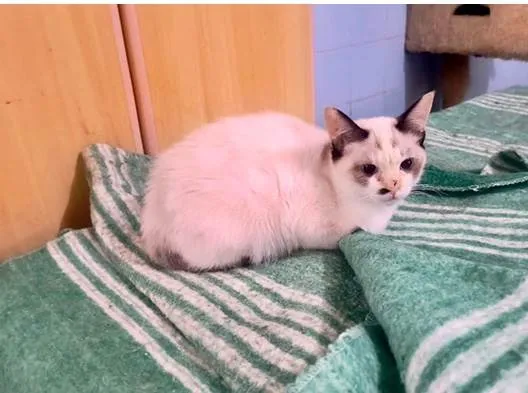 Gato ra a SRD-ViraLata idade 2 a 6 meses nome Cotton  bb3meses linda 