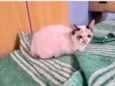 Cotton bb3meses linda