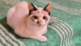 Cotton bb3meses linda