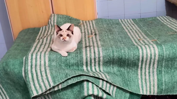 Gato ra a SRD-ViraLata idade 2 a 6 meses nome Cotton  bb3meses linda 