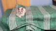 Cotton bb3meses linda