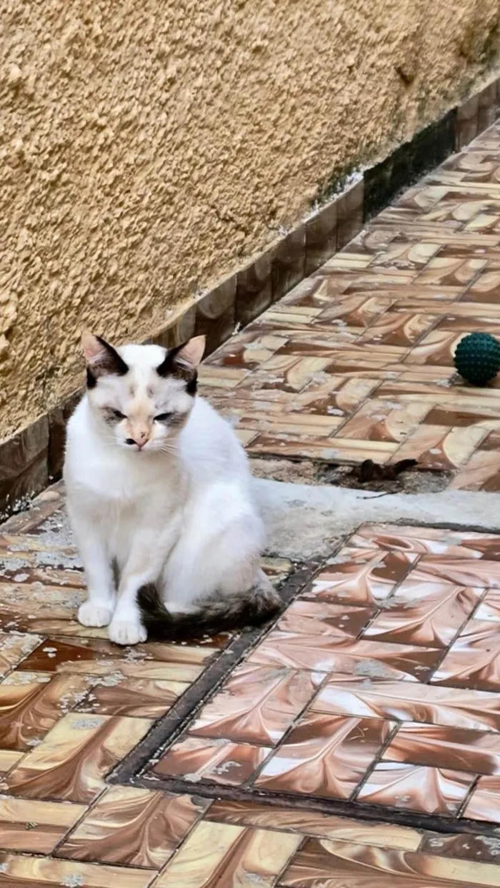 Gato ra a SRD-ViraLata idade 2 a 6 meses nome Cotton  bb3meses linda 