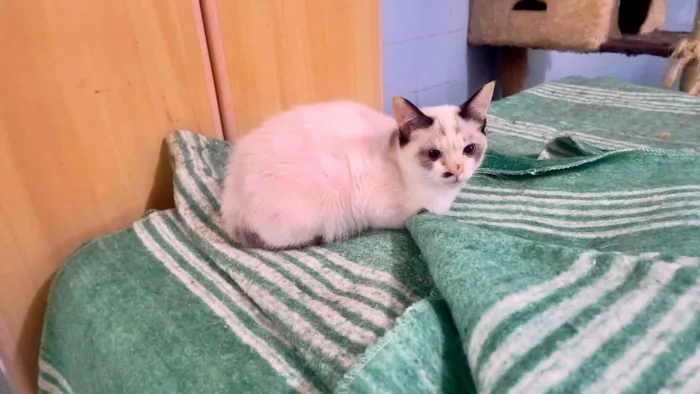Gato ra a SRD-ViraLata idade 2 a 6 meses nome Cotton  bb3meses linda 