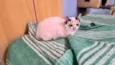 Cotton bb3meses linda