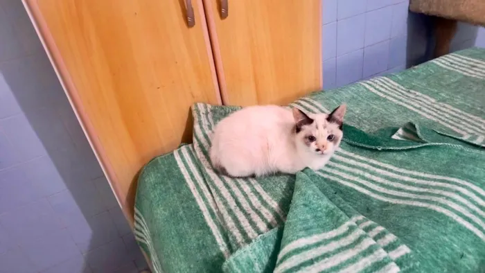 Gato ra a SRD-ViraLata idade 2 a 6 meses nome Cotton  bb3meses linda 