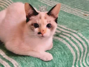 Gato raça SRD-ViraLata idade 2 a 6 meses nome Cotton  bb3meses linda 