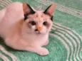 Cotton bb3meses linda