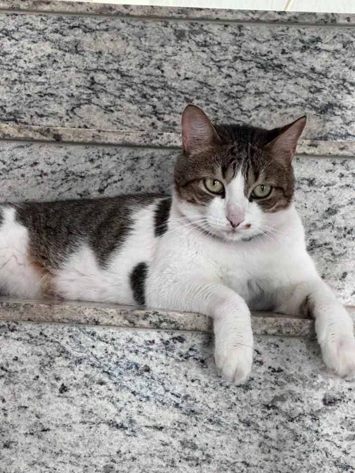 Gato ra a SRD-ViraLata idade 6 ou mais anos nome Luna