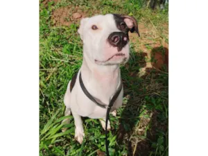 Cachorro raça Pit-Bull idade 7 a 11 meses nome Billy