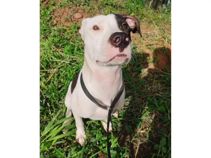 Cachorro ra a Pit-Bull idade 7 a 11 meses nome Billy
