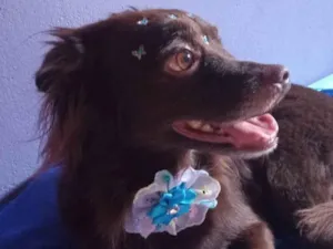 Cachorro raça SRD-ViraLata idade 6 ou mais anos nome Milly