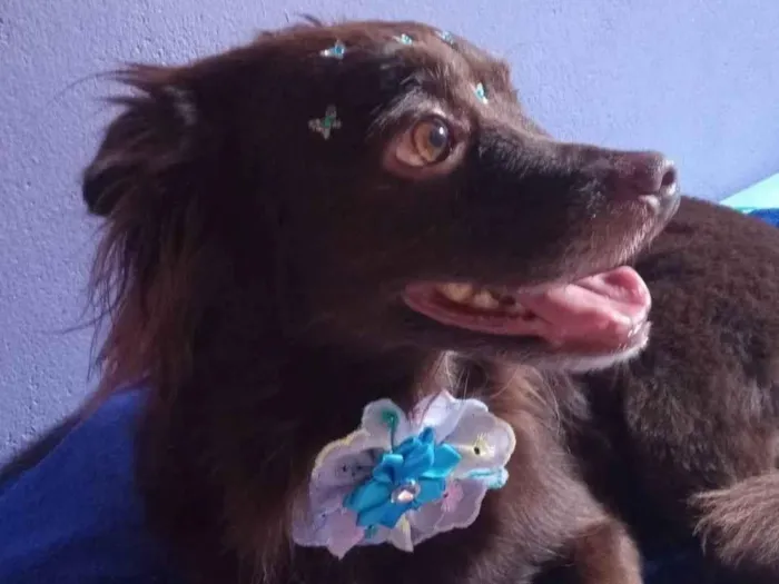Cachorro ra a SRD-ViraLata idade 6 ou mais anos nome Milly